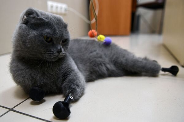 القطة ديمكا (ضبابية) من نوفوسيبيرسك بعد إجراء عملية لزرع الأطراف الاصطناعية من التيتانيوم المصنوعة بواسطة طابعة ثلاثية الأبعاد - سبوتنيك عربي