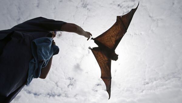 ثعلب طائر أو خفاش الثمار - سبوتنيك عربي