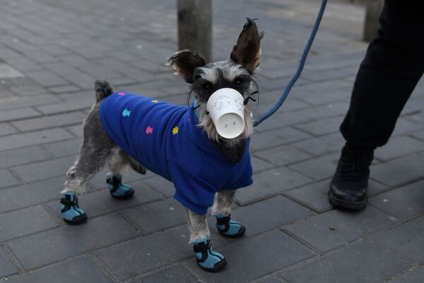 كلب يرتدي قناعا - كأسا بلاستيكيا - في أحد شوارع بكين، الصين 4 فبراير 2020 - سبوتنيك عربي