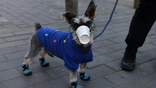 كلب يرتدي قناعا - كأسا بلاستيكيا - في أحد شوارع بكين، الصين 4 فبراير 2020 - سبوتنيك عربي