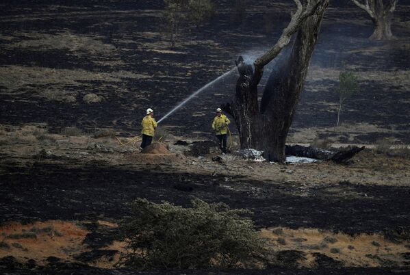 رجال الاطفاء يرشون المياه على شجرة مشتعلة تركت في أعقاب نشوب حرائق الغابات قرب بومبالونغ، نيو ساوث ويلز، أستراليا 2 فبراير 2020. - سبوتنيك عربي