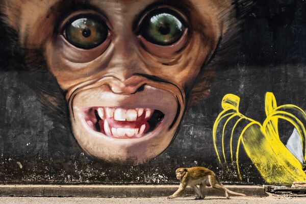 صورة بعنوان رسم غرافيتي للقرد، من سلسلة مدينة القرود من قبل المصور الإسباني المحترف خوان دي لا مالا، مُدرجة في القائمة القصيرة لجائزة سوني العالمية للتصوير 2020 في فئة عالم الطبيعة والحياة البرية - سبوتنيك عربي