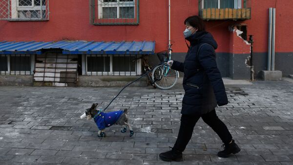 امرأة تسير في أحد شوارع بكين مع كلبها واضعا قناعا واقيا تحسبا من اصابته بفيروس كورونا في بكين، الصين 4 فبراير 2020 - سبوتنيك عربي