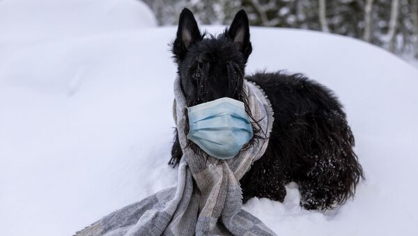 كلب يرتدي قناعا واقيا من فيروس كورونا، 11 فبراير 2020 - سبوتنيك عربي