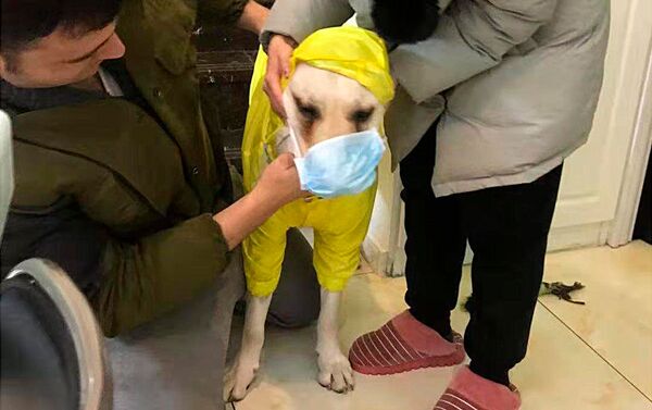 أهالي مدينة ووهان يضعون قناعا واقيا على كلبهم تحسبا من اصابته بفيروس كورونا، 25 يناير 2020 - سبوتنيك عربي