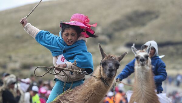 مشاركة في سباق اللاما التقليدية في محمية لانغانات الوطنية، الإكوادور 8 فبراير 2020 - سبوتنيك عربي