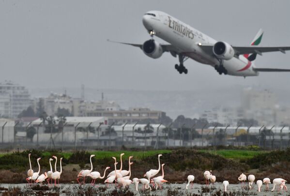 طائرة تابعة لشركة الإمارات للطيران في لارنكا، قبرص 6 فبراير 2020 - سبوتنيك عربي
