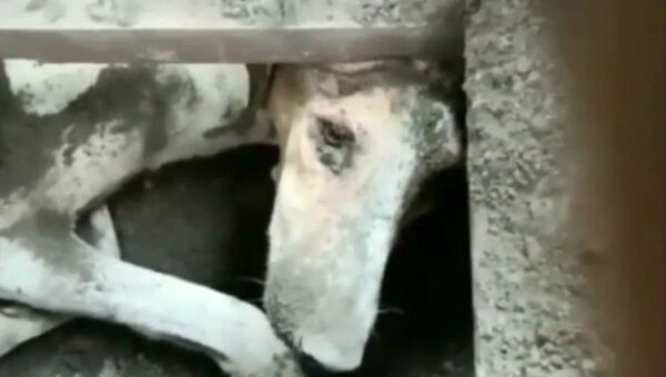 15 يوما مدفونا تحت الأرض دون طعام وشراب... إنقاذ كلب قبل موته  - سبوتنيك عربي