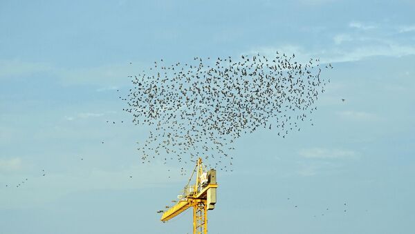 مئات العصافير تنشوي على أسلاك الكهرباء - سبوتنيك عربي
