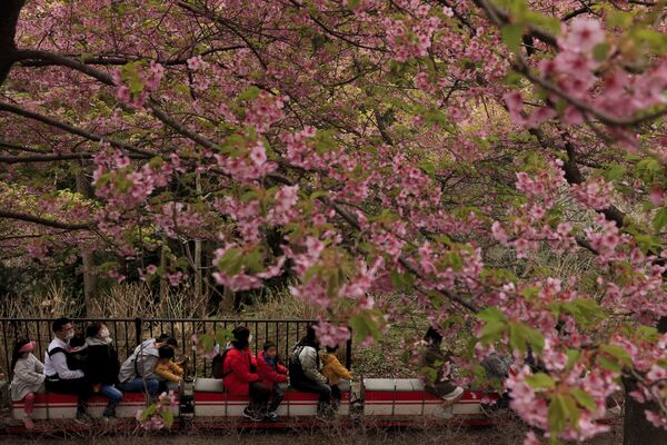 مهرجان تفتح أزهار الكرز في ماتسودا، محافظة كاناغاوا، جنوب اليابان 29 فبراير 2020 - سبوتنيك عربي