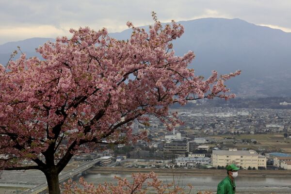 مهرجان تفتح أزهار الكرز في ماتسودا، محافظة كاناغاوا، جنوب اليابان 29 فبراير 2020 - سبوتنيك عربي