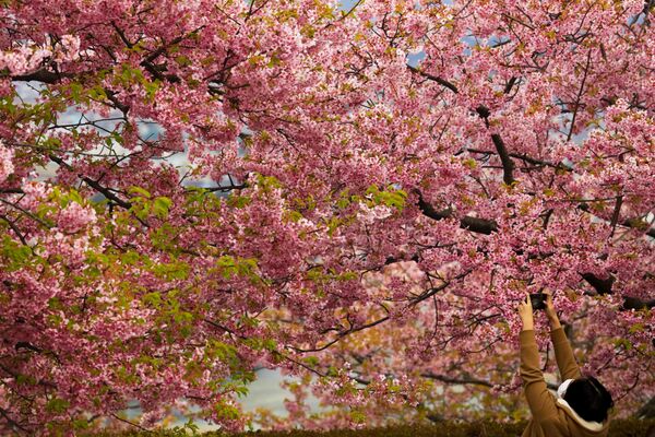 امرأ تلتقط صورة لأزهار شجر الكرز (ساكورا)، خلال مهرجان تفتح أزهار الكرز في ماتسودا، محافظة كاناغاوا، جنوب اليابان 29 فبراير 2020 - سبوتنيك عربي