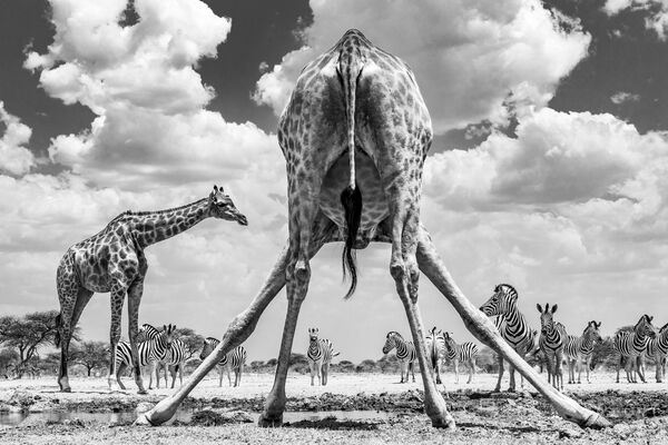 صورة بعنوان ضع الساقين بعيدا في محمية أونغوما الطبيعية في ناميبيا، للمصور ماركوس ويستبرغ من السويد، الحائزة على الجائزة الوطنية (السويد) في المسابقة العالمية سوني للتصوير لعام 2020 - سبوتنيك عربي