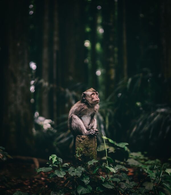 صورة بعنوان قرد متسائل في حديقة إندونيسية، للمصور جان سيمون من التشيك، الحائزة على الجائزة الوطنية (التشيك) في المسابقة العالمية سوني للتصوير لعام 2020 - سبوتنيك عربي