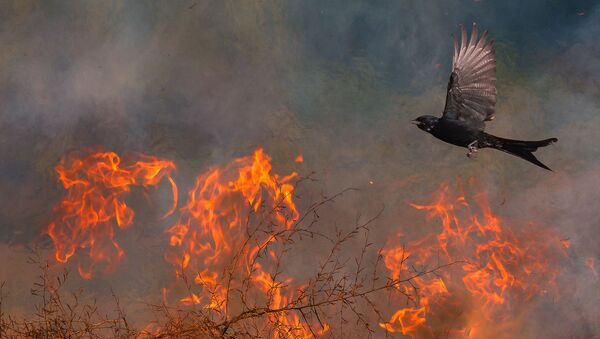 صورة بعنوان طائر الفينيق، للمصور سابتارشي غاين، الفائز في فئة التصوير تحت سن الـ 16  من مسابقة مصور TTL للطبيعة لعام 2020 - سبوتنيك عربي