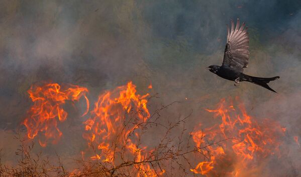 صورة بعنوان طائر الفينيق، للمصور سابتارشي غاين، الفائز في فئة التصوير تحت سن الـ 16  من مسابقة مصور TTL للطبيعة لعام 2020 - سبوتنيك عربي