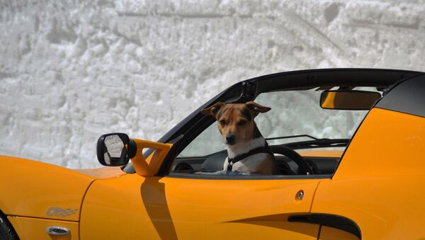 كلب يجلس في مقعد السائق - سبوتنيك عربي
