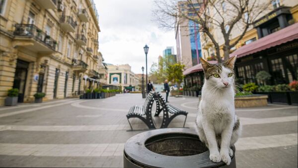 قطة في أحد شوارع مدينة باكو الخالية، وسط الحجر الصحي في أذربيجان 31 مارس 2020 - سبوتنيك عربي