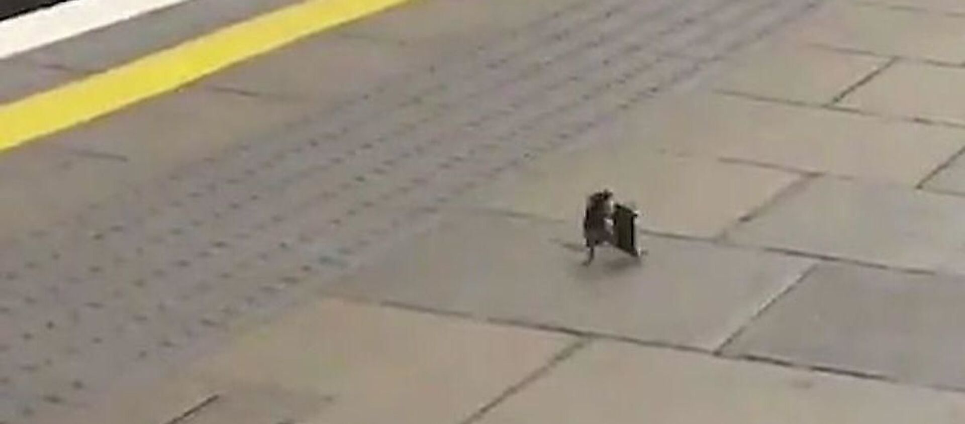 بعد خلوها من البشر... الفئران تتقاتل داخل محطة مترو في لندن - سبوتنيك عربي, 1920, 09.04.2020