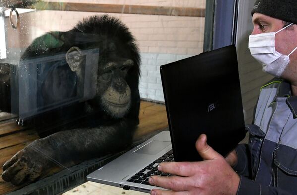 عالم الحيوانات الروسي أوليغ كوكاريف، يعرض للشمبانزي أنفيسا صورا على جهاز كمبيوتر محمول في حديقة النباتات والحيوانات رويف روتي في كراسنويارسك الروسية، 7 أبريل 2020 - سبوتنيك عربي
