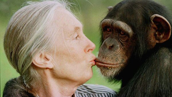جين غودال تعطي قبلة صغيرة إلى تيس أنثى الشمبانزي في محمية سويتواترز شمبانزي بالقرب من نانيوكي شمال نيروبي - سبوتنيك عربي