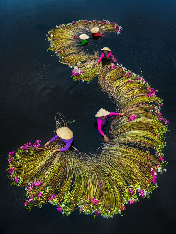 صورة بعنوان موسم حصاد زنبق الماء، للمصور الفيتنامي ترونغ فام هوي، الفائز في فئة السفر المفتوح من مسابقة جوائز سوني العالمية للتصوير لعام 2020 - سبوتنيك عربي