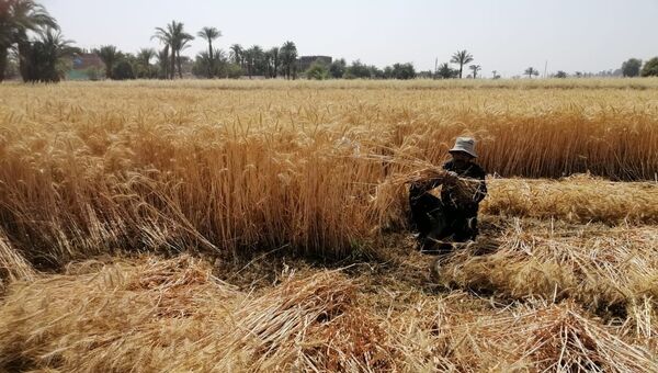 حصاد القمح - سبوتنيك عربي