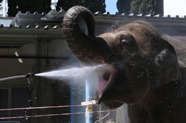 استحمام الفيل في سيرك سوتشي، روسيا 28  أبريل 2020 - سبوتنيك عربي