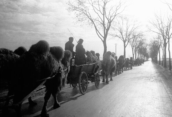 صور من أرشيف الحرب الوطنية العظمى (1941 - 1945) -جمال تجر العربات على طول ضواحي برلين، حيث وصلت من ستالينغراد (فولغوغراد حاليا) خلال الحرب، 1945 - سبوتنيك عربي