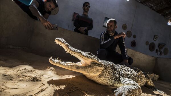 Показ крокодила посетителям Нубийской деревни в Египте - سبوتنيك عربي