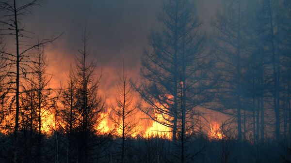 حرائق غابات في إقليم ما وراء البايكال، روسيا 23 أبريل 2020 - سبوتنيك عربي