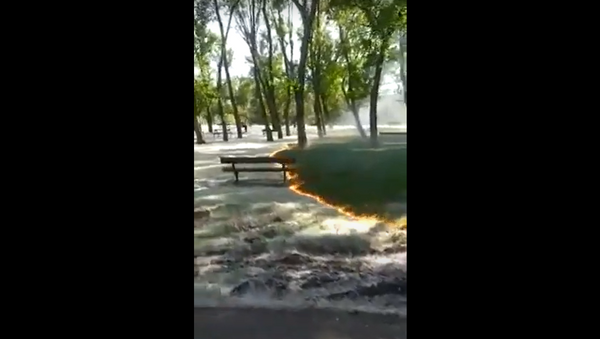 عشب أخضر يظهر بعد إحراق طبقة من الحبوب في حديقة بطريقة سحرية... فيديو - سبوتنيك عربي
