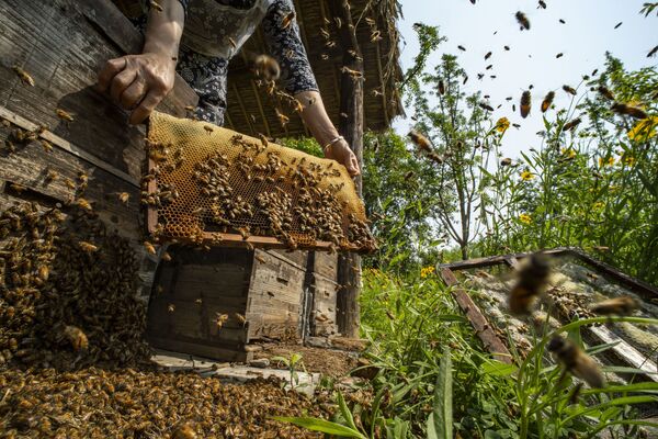 الصورة بعنوان عندما تمتلئ خلايا النحل، للمصور الصيني صان تشياودونغ، الفائز بالمركز الثاني في مسابقة Pink Lady® لأفضل مصور الطعام لعام 2020 - سبوتنيك عربي