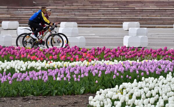 تقتح أزهار التيوليب بجانب جامعة موسكو الحكومية في موسكو، روسيا 14 مايو 2020 - سبوتنيك عربي