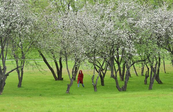 تقتح أزهار الكرز والتفاح في موسكو، روسيا 14 مايو 2020 - سبوتنيك عربي