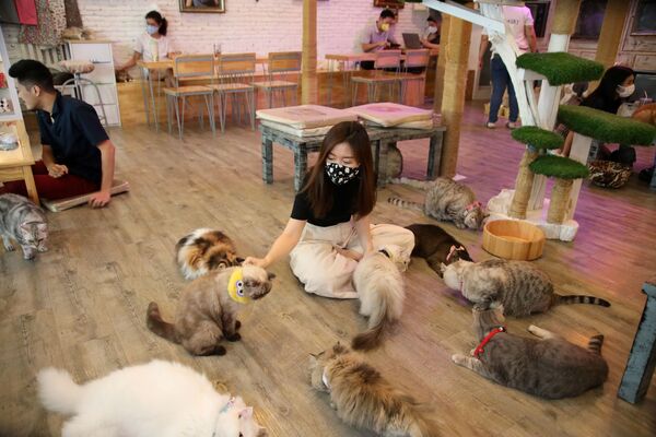 يلعب الموظفون مع القطط لإيجاد الراحة في مقهى - بعد شرعت الحكومة بفتح بعض المطاعم المفتوحة ومراكز التسوق والحدائق ومحلات الحلاقة، خلال تفشي مرض فيروس كورونا (كوفيد-19) في بانكوك ، تايلاند في 7 مايو/ أيار 2020. - سبوتنيك عربي