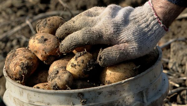 جمع البطاطا في مزرعة  - سبوتنيك عربي