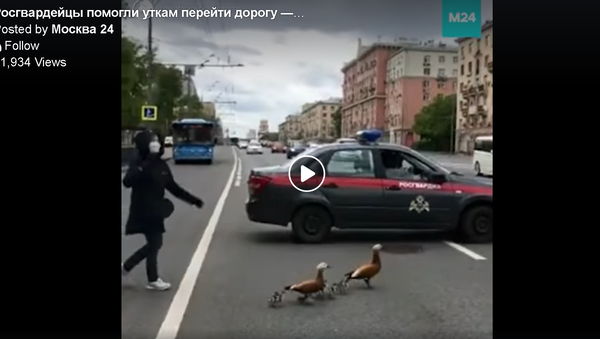 الحرس الروسي يحظر المرور في مركز موسكو من أجل عائلة البط - سبوتنيك عربي
