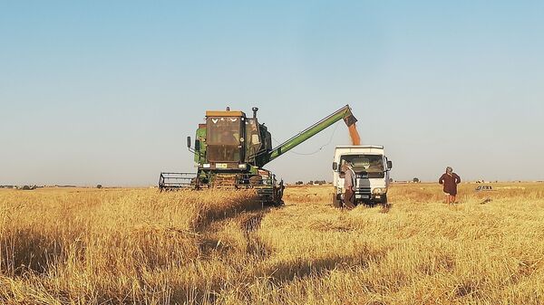حقول القمح في الحسكة، سوريا - سبوتنيك عربي