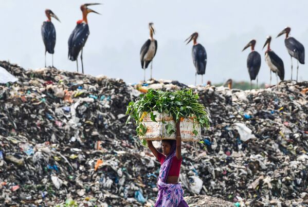 امرأة تحمل طعما لماشيتها مارة بأكبر مواقع للقمامة في منطقة باروغان في غواهاتي، الهند 4 يونيو 2020 - سبوتنيك عربي