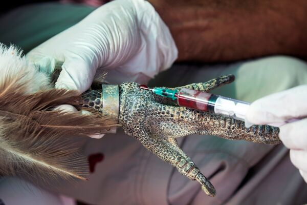  موظف بحماية الطيور يأخذ عينة دم من نسر غيفرين، ضمن مشروع وطني لحماية وزيادة نسل الطيور المحمية في إسرائيل، بالقرب من سديه بوكر  في جنوب إسرائيل، 29 أكتوبر/ تشرين الأول 2020. - سبوتنيك عربي