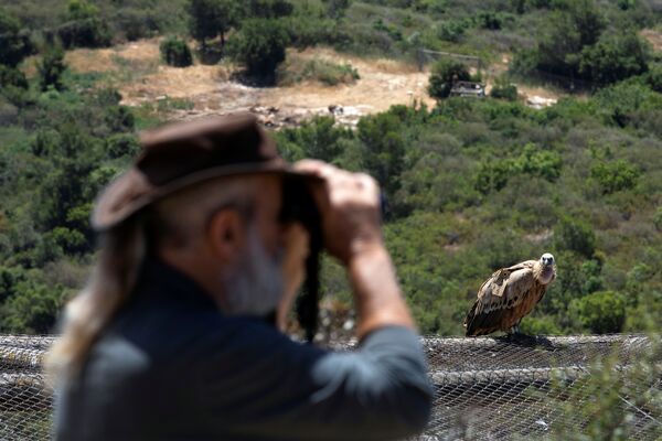 مراقبة نسور غيفرين في المحمية الطبيعية هاي بار بجبال الكرمل في حيفا، ضمن مشروع الحماية والحفاظ على زيادة نسل النسور في إسرائيل، 27 مايو/ أيار 2020 - سبوتنيك عربي