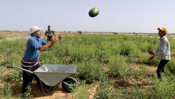 موسم البطيخ في قطاع غزة، 17 يونيو/ حزيران 2020 - سبوتنيك عربي