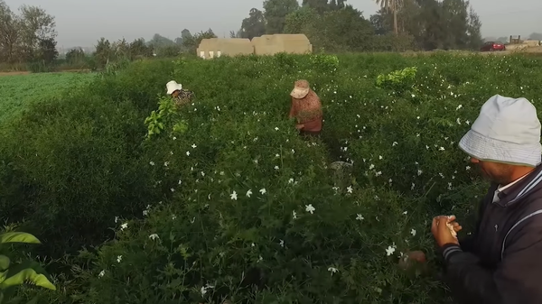 زراعة الياسمين في مصر - سبوتنيك عربي