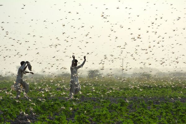 مزارعون يحاولون إبعاد سرب من الجراد من حقل في ضواحي سوكور في مقاطعة السند الجنوبية في 1 يوليو 2020. يكافح المزارعون أسوأ كارثة للجراد منذ 25 عامًا يمحو محاصيل كاملة في قلب الأراضي الزراعية في باكستان. - سبوتنيك عربي