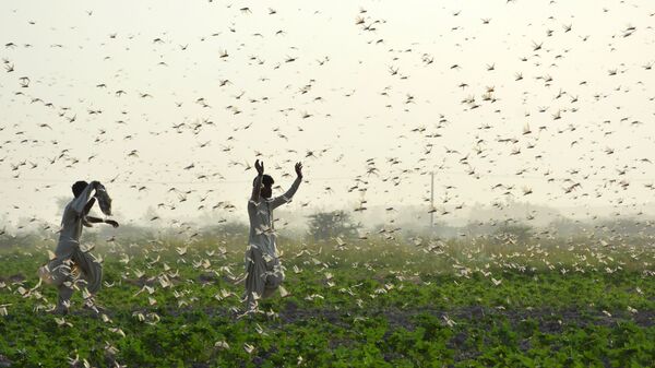 مزارعون يحاولون إبعاد سرب من الجراد من حقل في ضواحي سوكور في مقاطعة السند الجنوبية في 1 يوليو 2020. يكافح المزارعون أسوأ كارثة للجراد منذ 25 عامًا يمحو محاصيل كاملة في قلب الأراضي الزراعية في باكستان. - سبوتنيك عربي