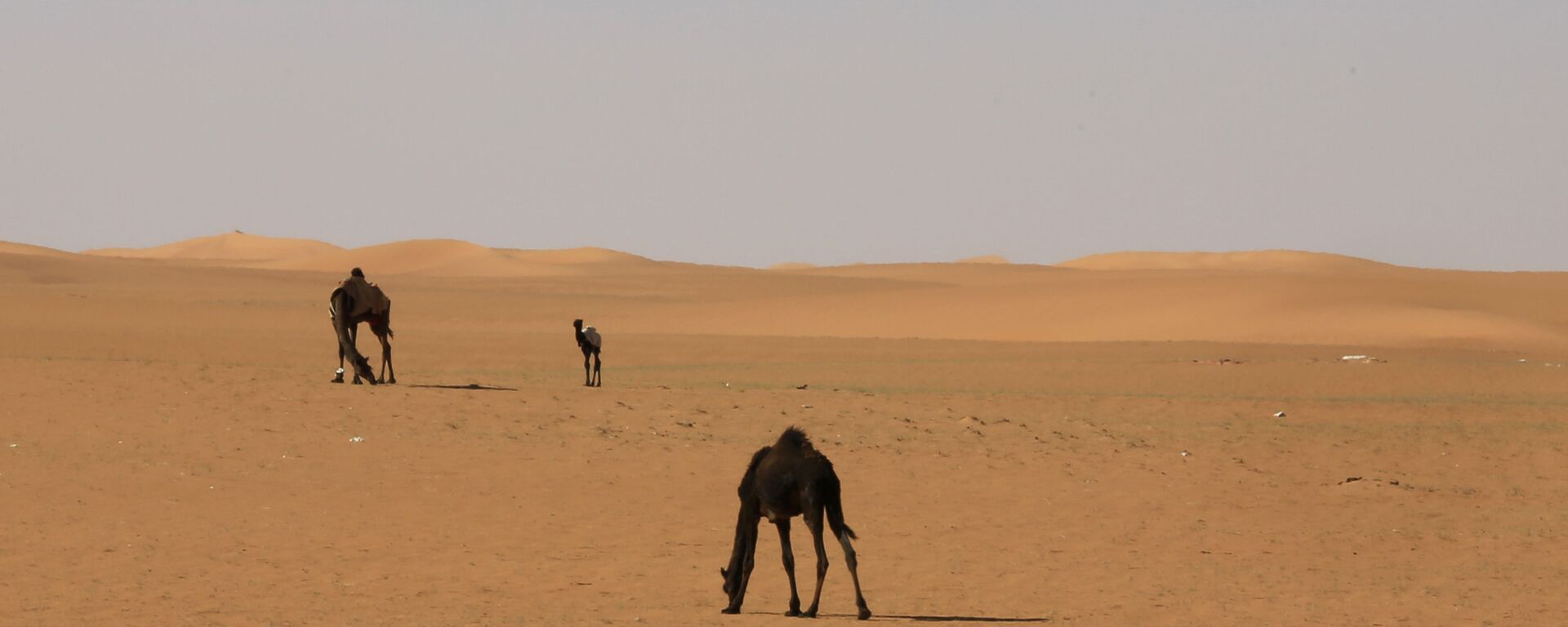 صحراء السعودية - سبوتنيك عربي, 1920, 13.07.2021