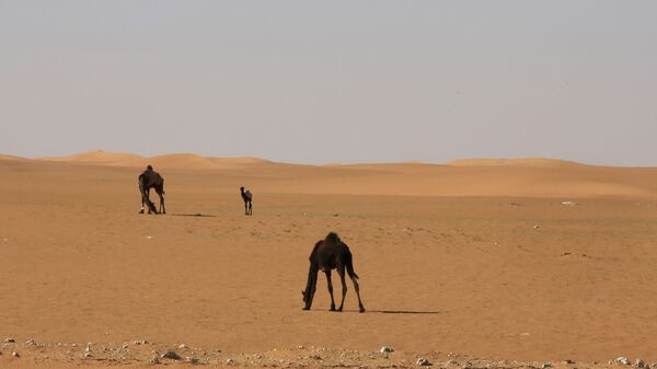 صحراء السعودية - سبوتنيك عربي
